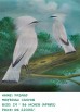 Pajaro
