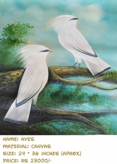 aves